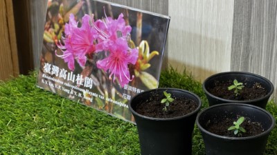 發表會現場展示培育成功的臺灣高山杜鵑等10種實生苗