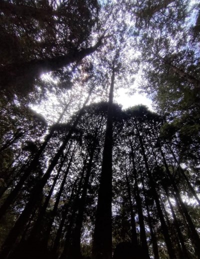 阿里山知名景色之一-巨木，除了可以用眼睛「看」仰望外，也能用「嗅」感受樹木香