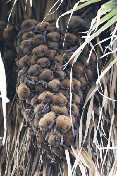 夏季高頭蝠會群聚棲息於蒲葵樹枯葉上