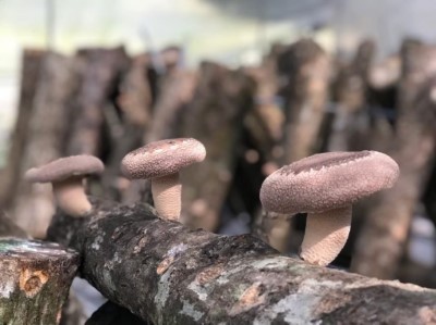 林下良品的段木香菇菌傘厚實，香氣與眾不同