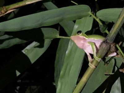 諸羅樹蛙出現的環境，代表著當地竹林的健康程度