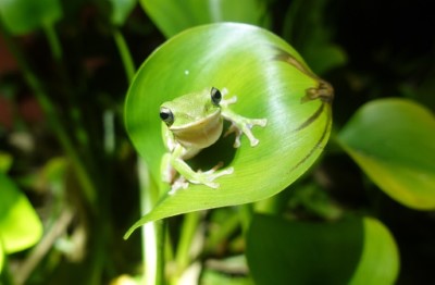 希望透過農友及消費者的努力，讓臺灣特有種兩棲類諸羅樹蛙繼續在竹林裡高唱