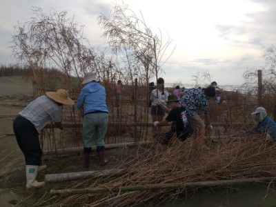 參與人員就地取材，利用現地廢棄蚵架，收集在地田菁桿為材料來編籬