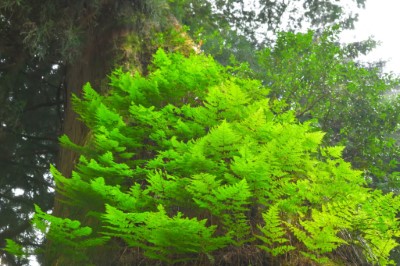 巨木上隨風搖曳的綠蕨