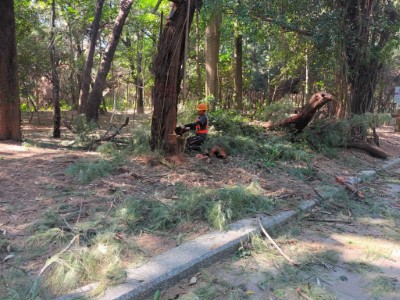 12月初林管處已辦理木麻黃危木伐除作業