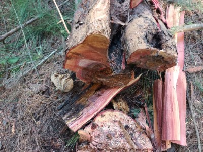 伐除的危木有中空腐朽現象