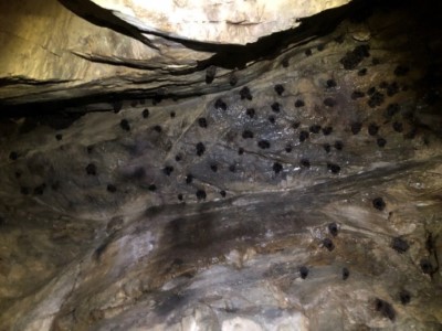 東亞摺翅蝠棲息於洞穴中