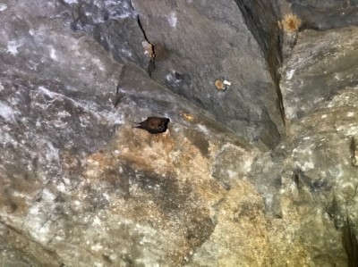 洞穴中的臺灣小蹄鼻蝠