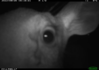水鹿發現自動相機好奇貼上鏡頭，拍出一張大眼睛的逗趣照片