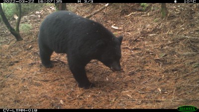 紅外線相機也記錄到臺灣黑熊的蹤影