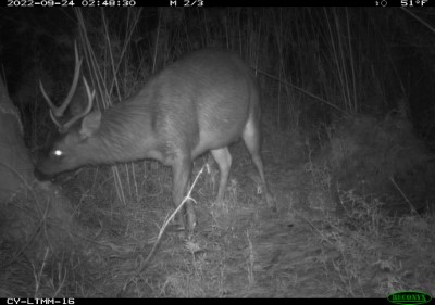 紅外線相機記錄水鹿啃食樹皮畫面