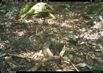 翠翼鳩翠綠的羽翼藏身在森林底層，找找看牠在哪裡？