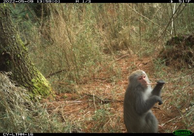 臺灣獼猴吃飽喝足在鏡頭前剔牙
