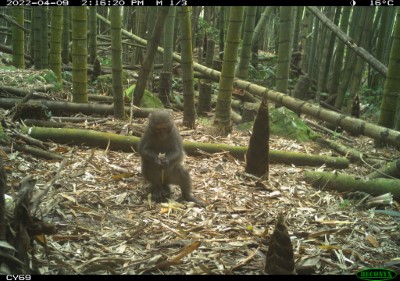 臺灣獼猴在竹林下飽餐一頓