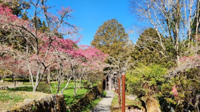 阿里山國家森林遊樂區內山櫻花目前盛開中(花期至3月中)