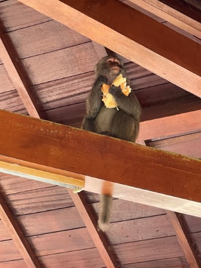 阿里山國家森林遊樂區內臺灣獼猴數量有逐漸增加趨勢，造成搶食等人猴衝突事件發生