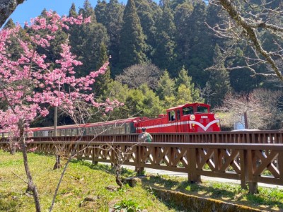 嘉義林管處歡迎遊客至阿里山國家森林遊樂區欣賞百花盛開的風景