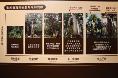 特展展示合併木生長發育型態的過程，讓民眾深入瞭解大自然的奧秘