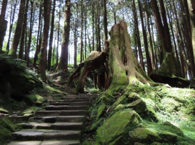 石板步道上老樹頭為遊客駐足留影景點