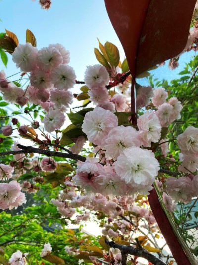 阿里山國家森林遊樂區重辦櫻花-普賢象櫻預計盛開至4月底