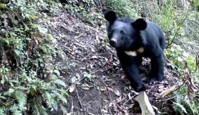 嘉義林管處輔導嘉義縣鄒族獵人協會參與臺灣黑熊生態服務給付計畫，6月於阿里山特富野山域拍攝到臺灣黑熊