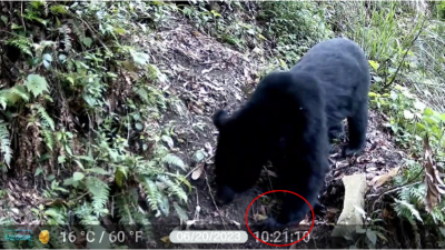 臺灣黑熊觸發改良式獵具，雖受到驚嚇但未因此受困