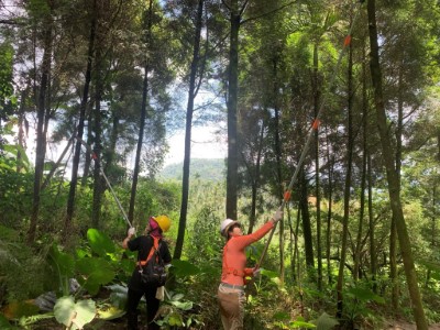 111年林業署嘉義分署透過情境式森林經營體驗讓民眾感受林下經濟的生產過程
