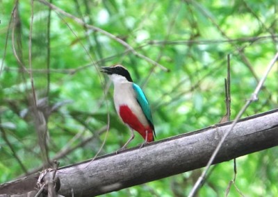 八色鳥繁殖季初期鳴叫求偶(112.5.10；拍攝者：蘇家弘)。