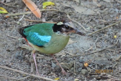繁殖季末期觀察到八色鳥親鳥頭頂脫毛(112.7.11；拍攝者：羅愛琳)。