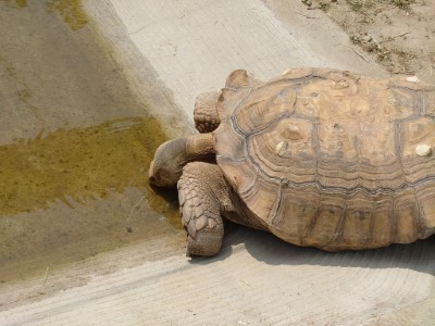林業保育署嘉義分署觸口龜類保育教育園區為龜類展示照養及推展生態保育教育場域(圖為蘇卡達象龜)