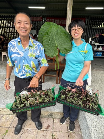 來自嘉義父女參與種「金」，歷經10個月後回到土匪山採收長得十分茁壯的臺灣金線連