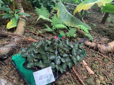 金主們去年栽植的臺灣金線連在土匪山肖楠林下生長10個月，吸收日月精華茁壯生長