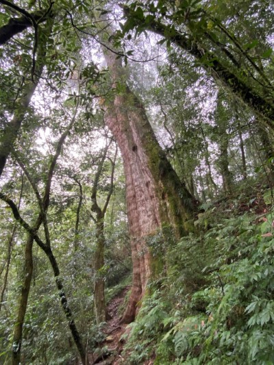 特富野部落noyoca巨木群步道內蘊藏豐富的天然資源
