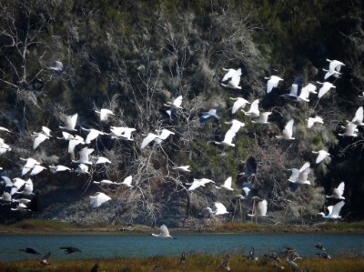 今年鰲鼓濕地度冬黑面琵鷺數量突破578隻，創歷史新高。(攝影者：蔡淑麗)