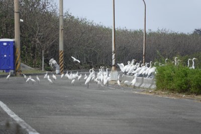 大白鷺、小白鷺等鷺鷥家族聚集在鰲鼓濕地七孔水門棲息覓食。(攝影者：黃月英)
