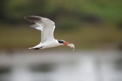 裡海燕鷗喜歡在水域上空盤旋伺機俯衝覓食