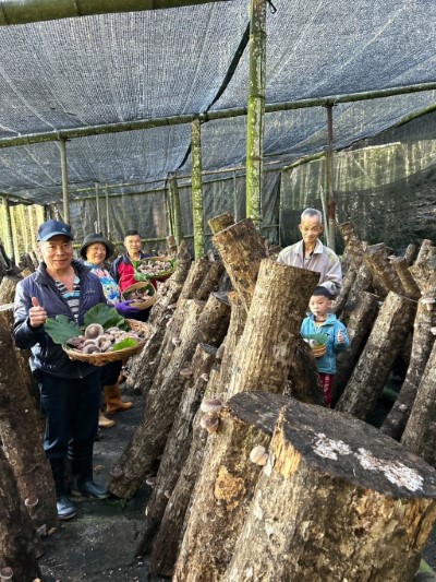 十字社區大小朋友一起採收段木香菇