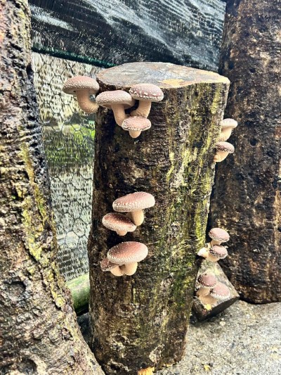 阿里山鄉十字社區栽植的段木香菇菇肉厚實、香氣十足