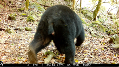 自動相機記錄到發情的母熊有膨大的外生殖器