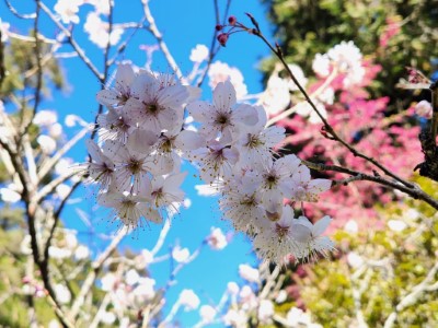 2024阿里山花季將於3月10日登場，目前阿里山國家森林遊樂區內唐實櫻已開花7成，預計3月初盛開