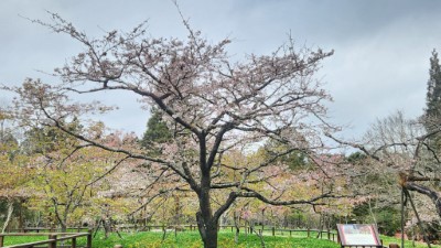 櫻王-染井吉野櫻開花約3成，預計3月上旬至中旬盛開