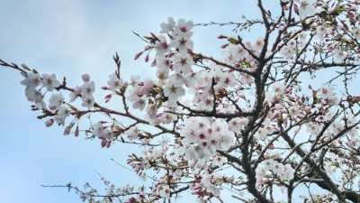 櫻王-染井吉野櫻開花約3成，預計3月上旬至中旬盛開