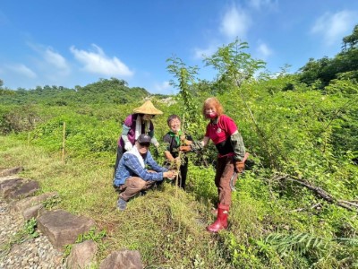 銀合歡矮化後同時栽植當地民俗植物黃荊