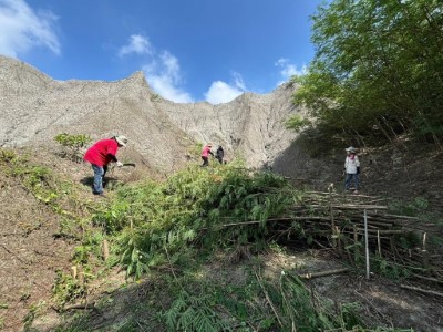 龍崎牛埔泥岩惡地土質貧瘠遇水易流失，社區留存銀合歡根系編柵護坡