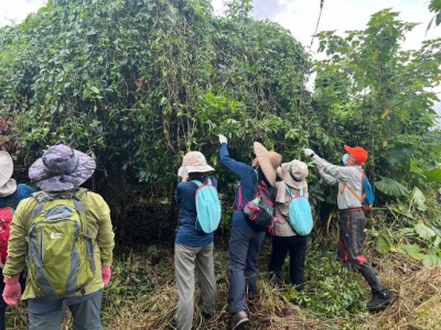 國家森林志工奮力將小花蔓澤蘭從植株上移除