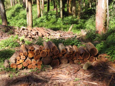 林業保育署嘉義分署自113年12月20日起至114年1月17日止開放阿里山鄉在地居民撿拾林業剩餘資材