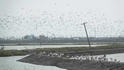 林業保育署嘉義分署與高雄市野鳥學會攜手改善廢曬鹽田水文環境，打造候鳥友善棲地，冬季成功吸引候鳥蒞臨