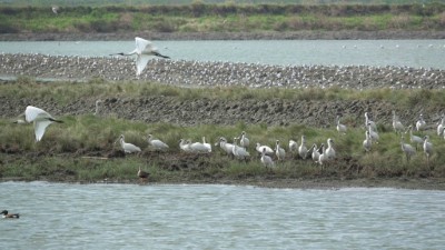 林業保育署嘉義分署與高雄市野鳥學會攜手進行棲地營造，挖掘引水渠道、將挖掘的土方堆高形成土堤，冬季土堤發揮避風效果