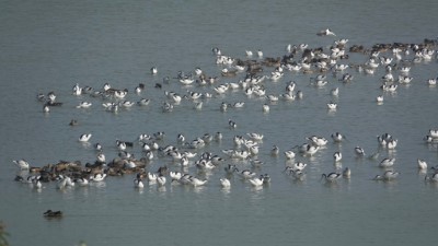 反嘴鴴、琵嘴鴨是布袋鹽田穩定度冬的候鳥嬌客