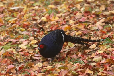 春節期間來阿里山走春，還可巧遇帝雉等野生動物